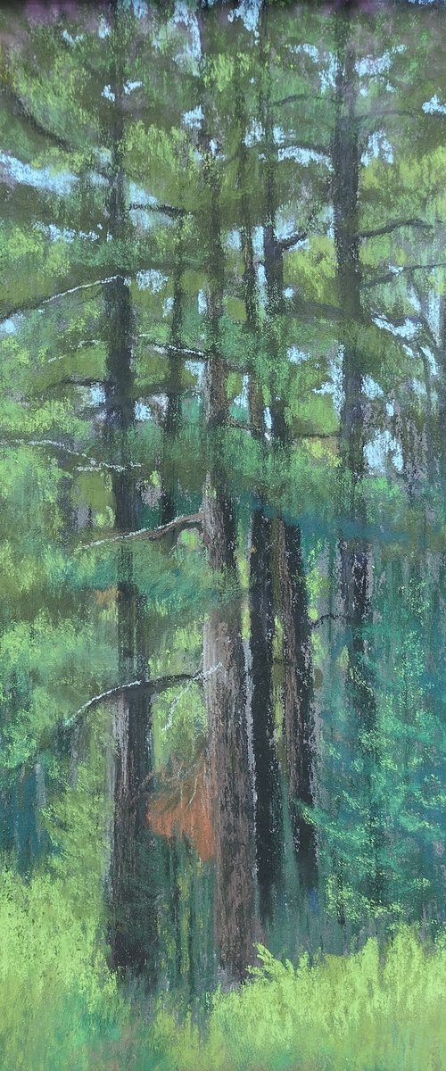 White Pines plein air by Joanne Carmody Meierhofer
