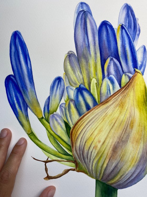 Agapanthus