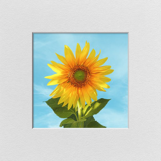Sunflower blooming
