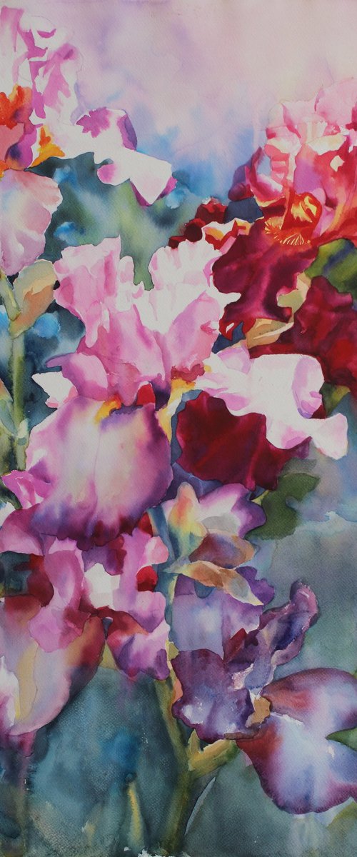 Colorful irises by Yurii Pashkov