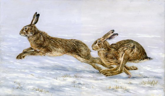 Hares, brown hares