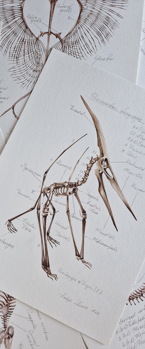Pteranodon by Katya Shiova