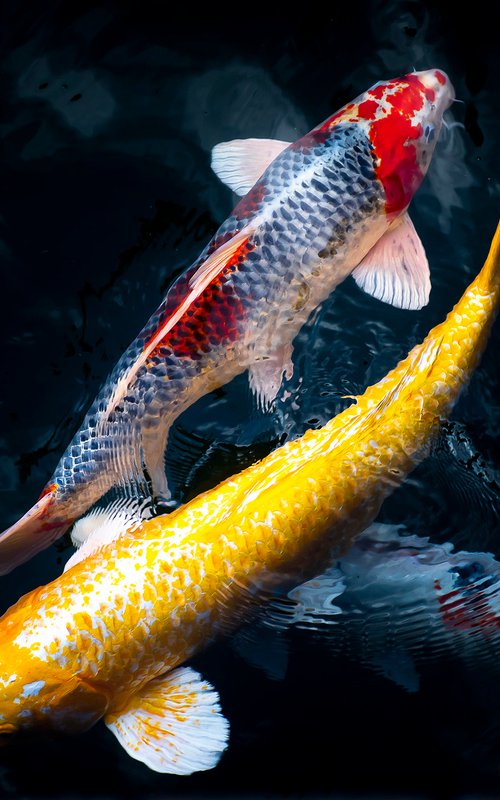 Yin Yang fishes by Sergio Capuzzimati