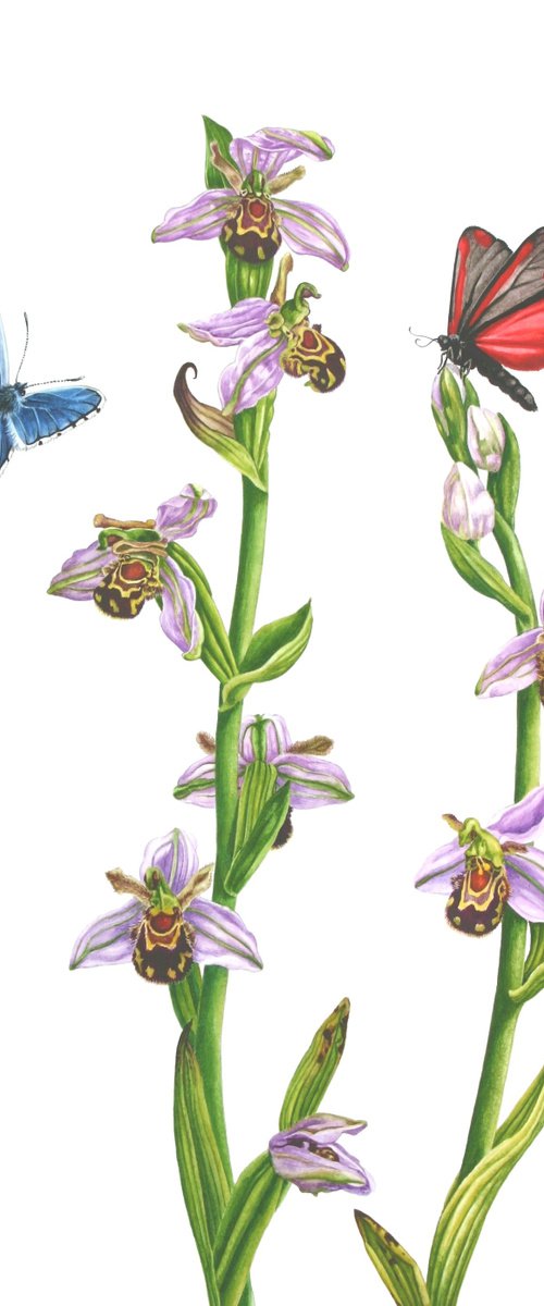 Bee Orchid by Zoe Elizabeth Norman