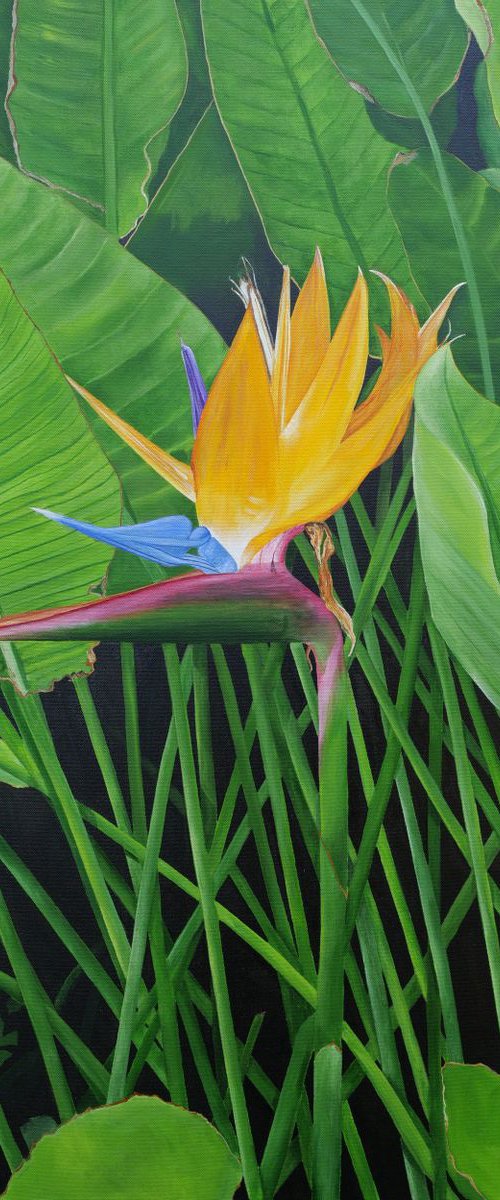 Bird of Paradise by Steven Fleit