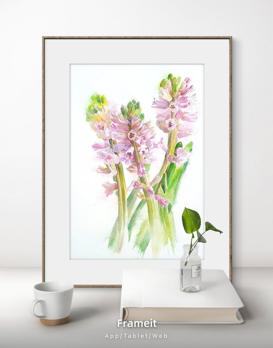 Blush in bloom original hyacinth watercolour