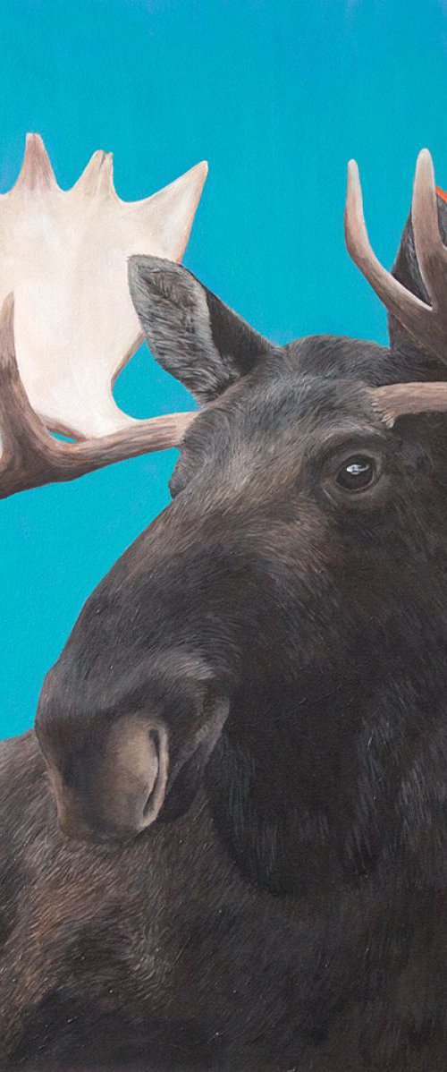 Moose by Amy Devlin
