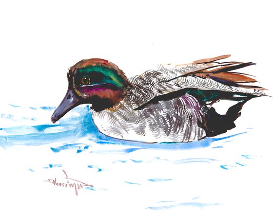 Eurasian Teal