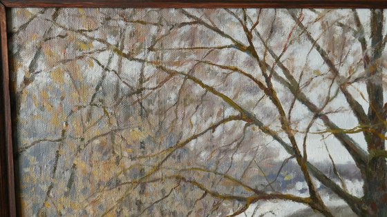 The Old Willow