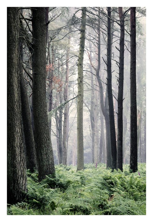 June Forest II by David Baker