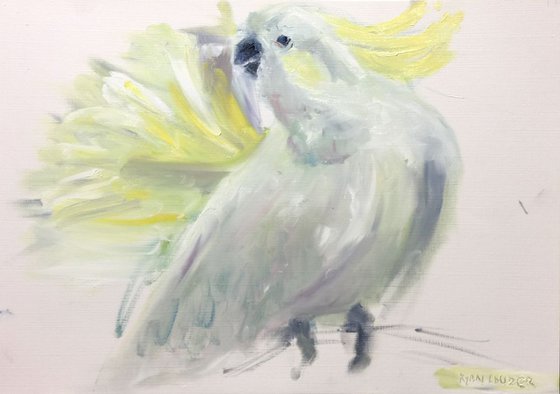 Cockatoo