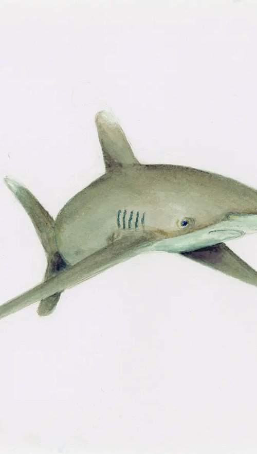 White Tipped Reef Shark by John N Mason