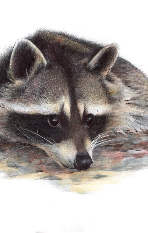 Raccoon portrait by Daria Maier