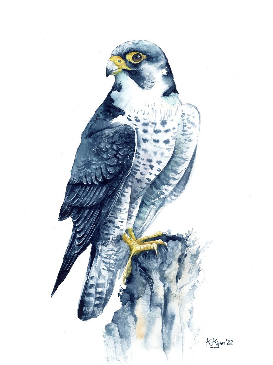 Peregrine falcon by Karolina Kijak