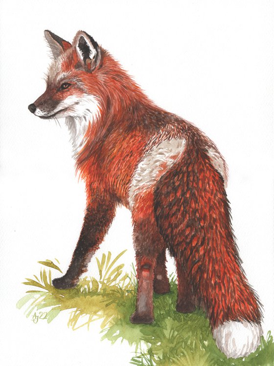 Fox