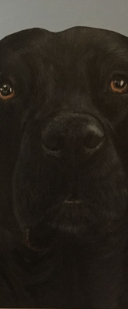 INDI THE BLACK LABRADOR by ELAINE ASKEW