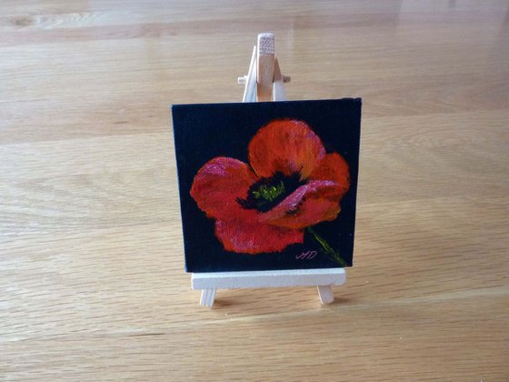 A Red Poppy on Black Background