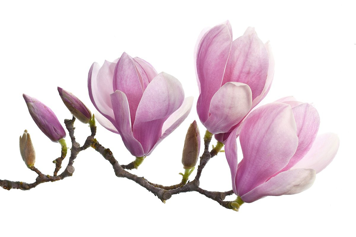 Saucer Magnolia by Nadia Culph