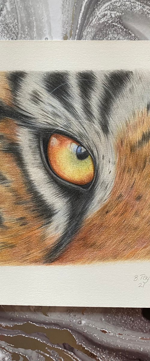 Tiger eye study by Bethany Taylor