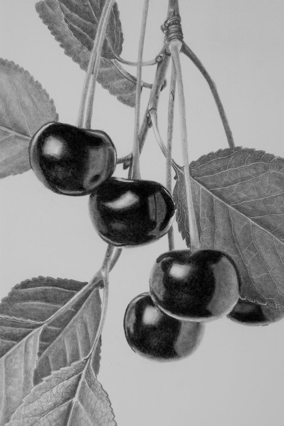 Cherry Twig