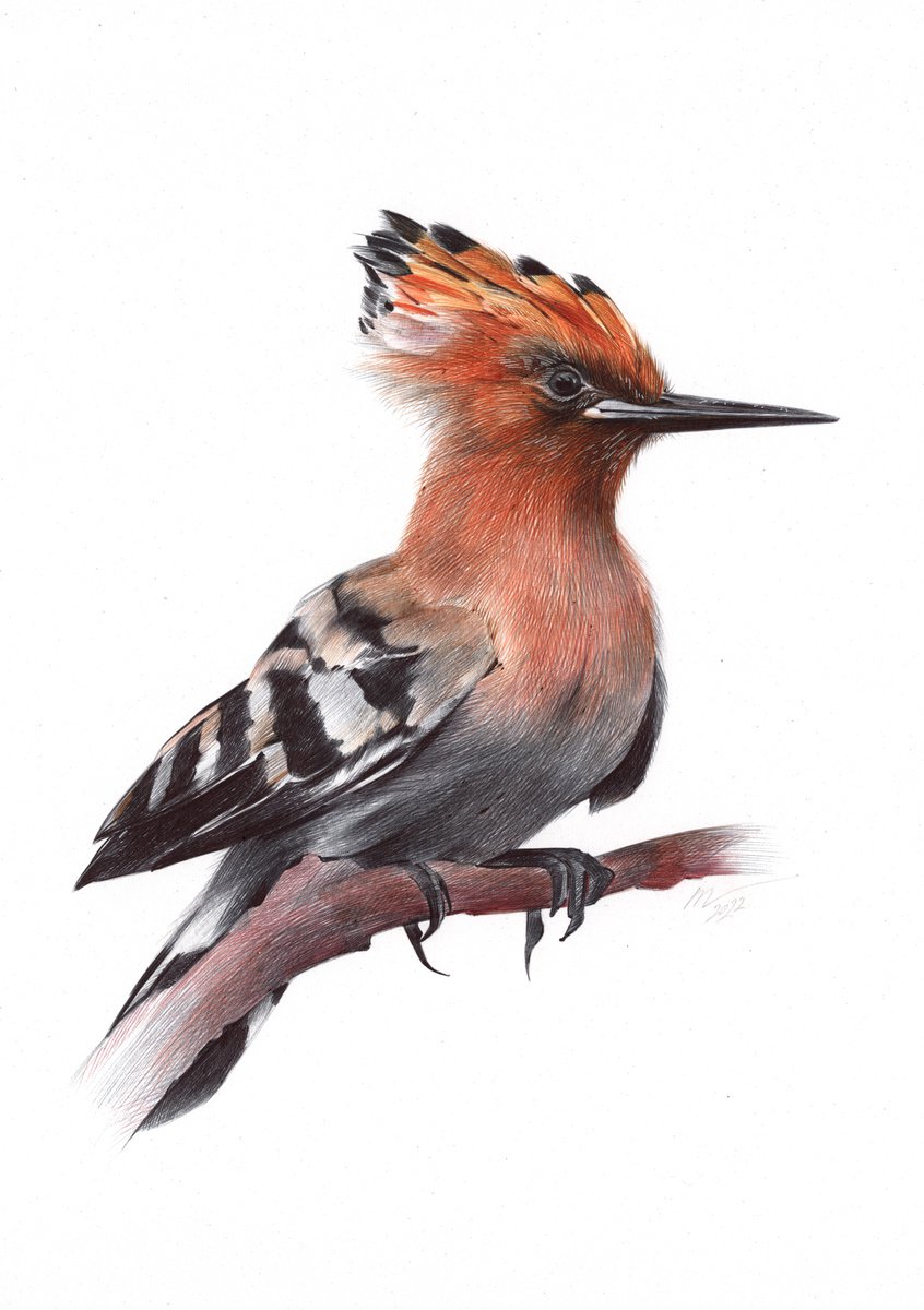 Photorealistic Animal Drawing By Daria Maier, 9 X 13, Eurasian Hoopoe, Original Artwork