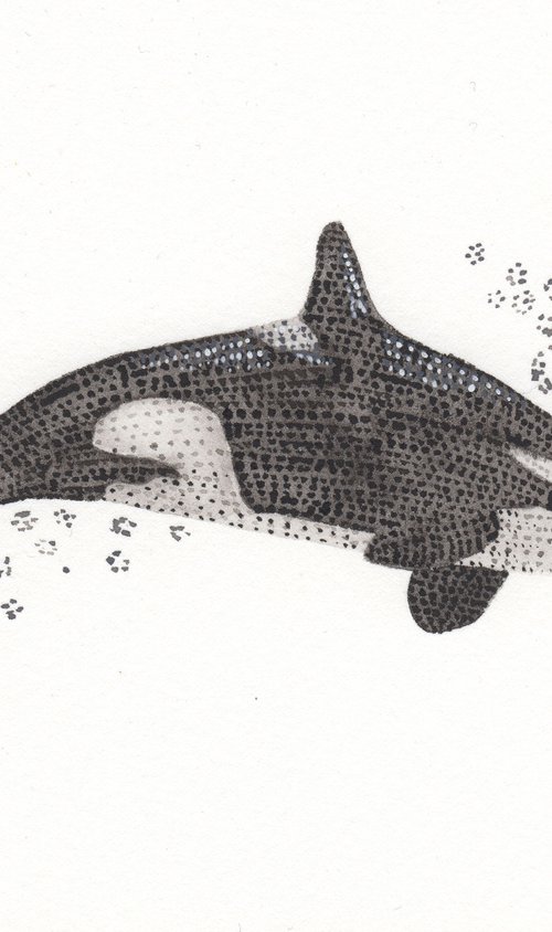 Mini Original Orca Watercolour 4.1 x 5.8 inch by Kelsey Emblow