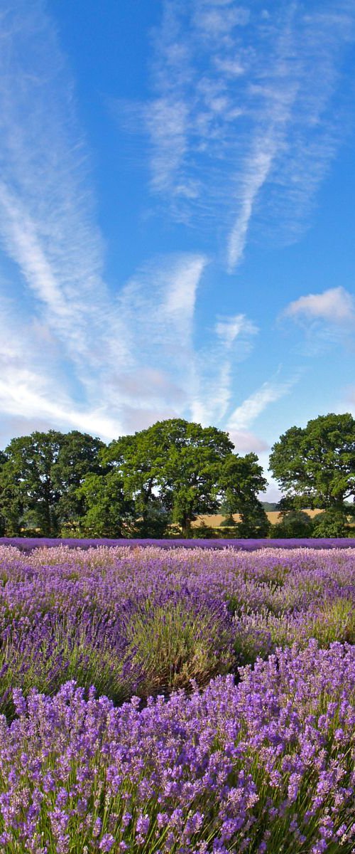 Hampshire Lavender Fields by Alex Cassels