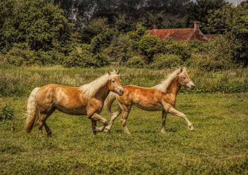 Running Horses by Martin  Fry