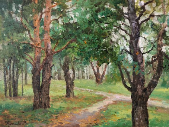 Pine trees in the park