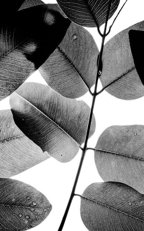 Experiments with Leaves II | Limited Edition Fine Art Print 1 of 10 | 75 x 50 cm by Tal Paz-Fridman