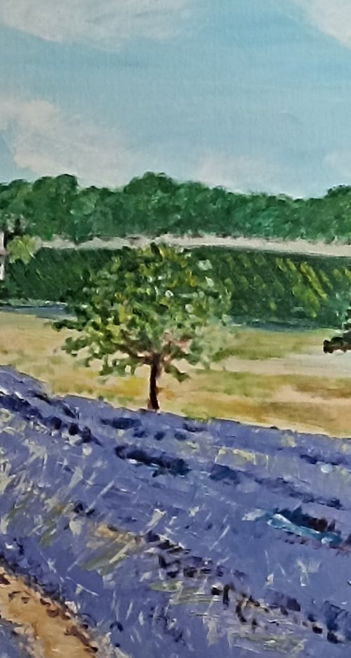 Lavender vineyard by Isabelle Lucas