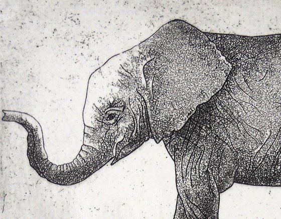 Elephant