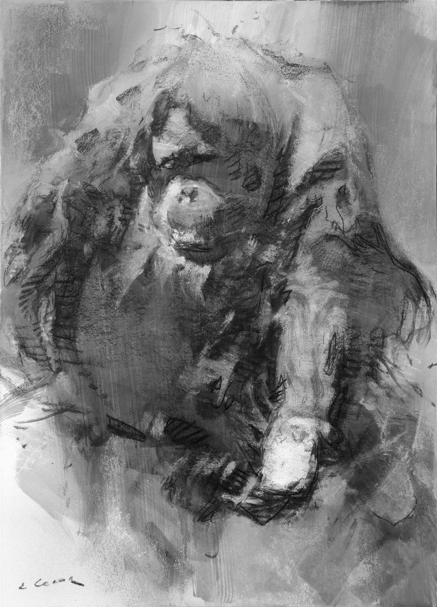 Expressive Animal Charcoal Drawing By Eugene Segal, 20 X 28, Orangutan Portrait, Original Artwork