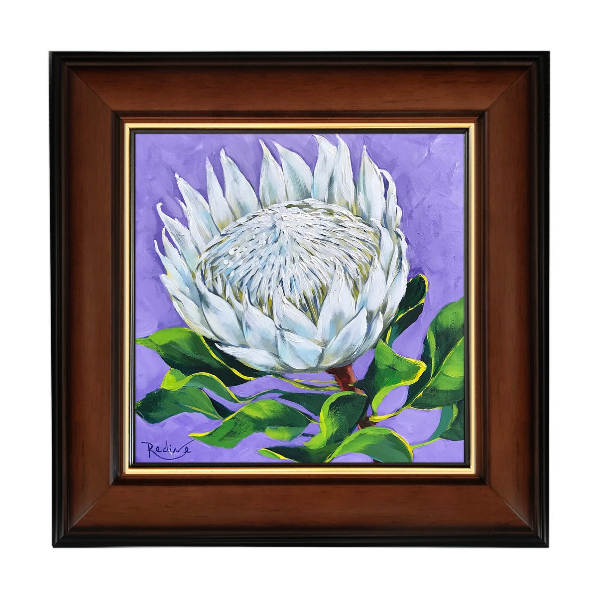 King White Protea by Irina Redine