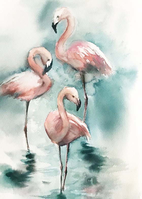 Flamingos