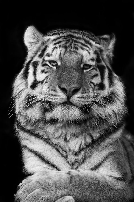 Siberian Tiger