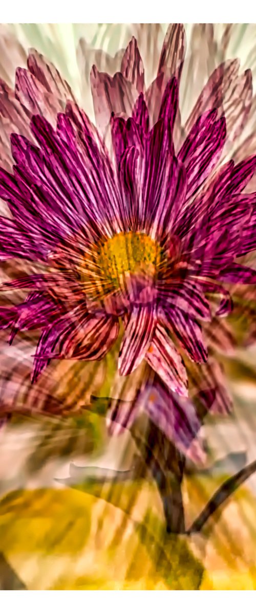 Abstract Flowers #2. Limited Edition 1/25 12x12 inch Photographic Print. by Graham Briggs