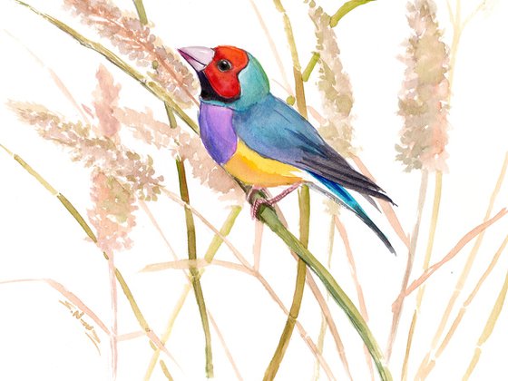 Gouldian Finch