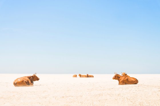 SUNBATHING COWS