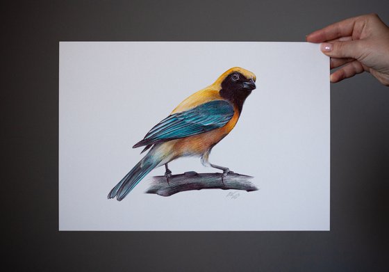 Birds Collection I