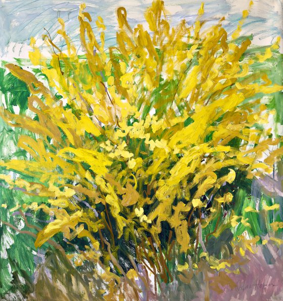 Forsythia in my garden.