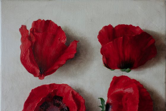 Wild poppies 01