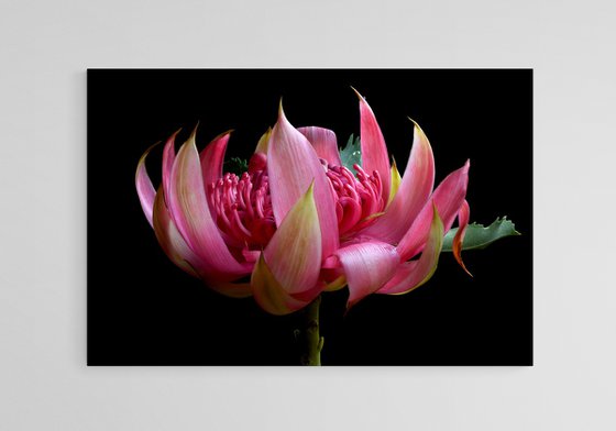 Pink Waratah Flower