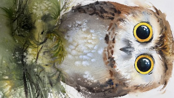 The Curious Owl