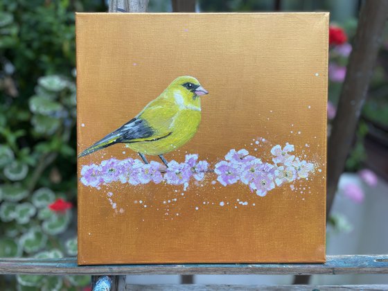 Greenfinch on cherry blossom