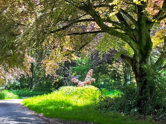 Romantic Country Lane