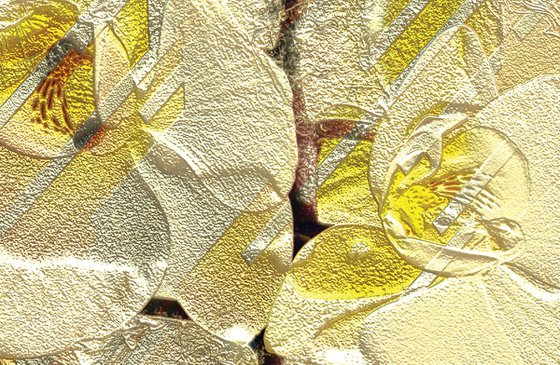 Orquídea
