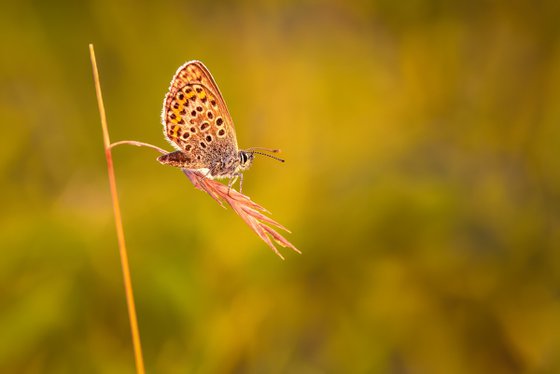 Backlit Silver Studded Blue