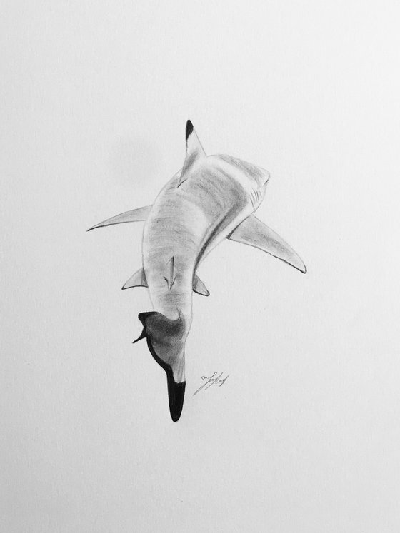 Great white shark 2