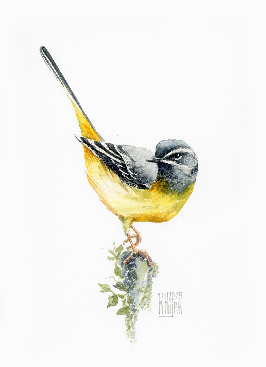 Grey wagtail by Karolina Kijak